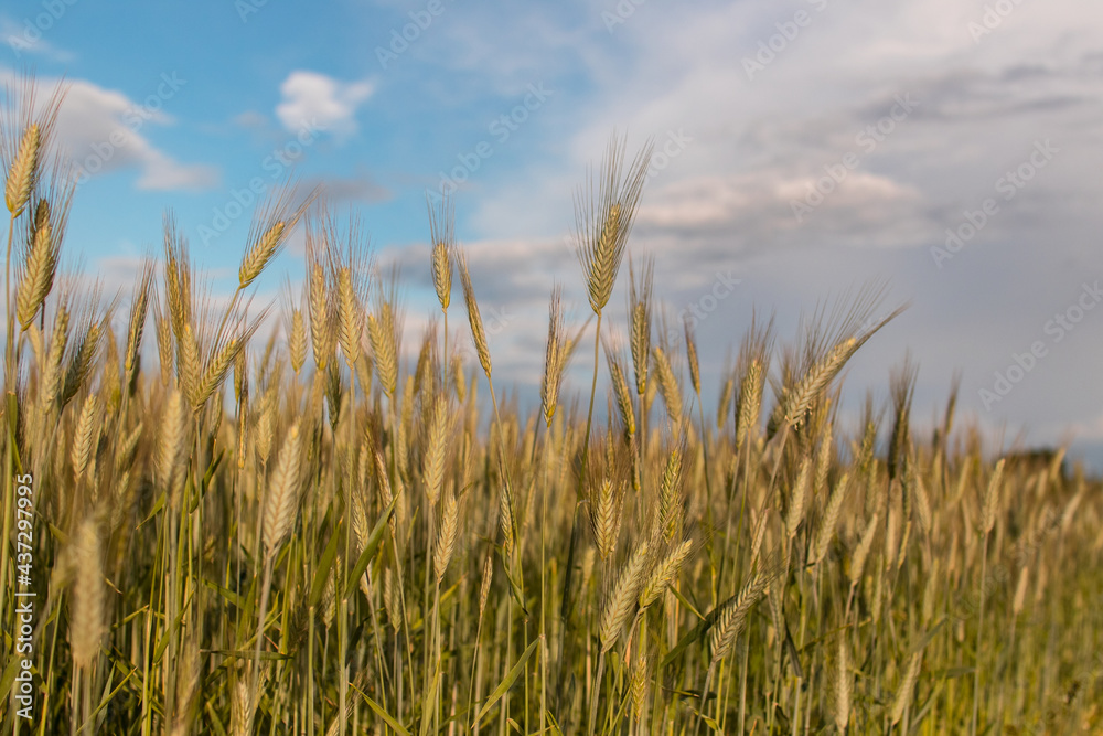 Golden wheat field with cloudy blue sky background Golden wheat field with cloudy blue sky background