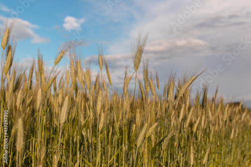 Golden wheat field with cloudy blue sky background