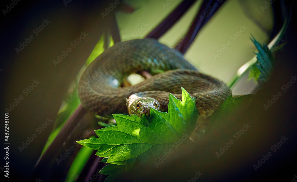 snake hidden in a bush among the leaves snake hidden in a bush among the leaves