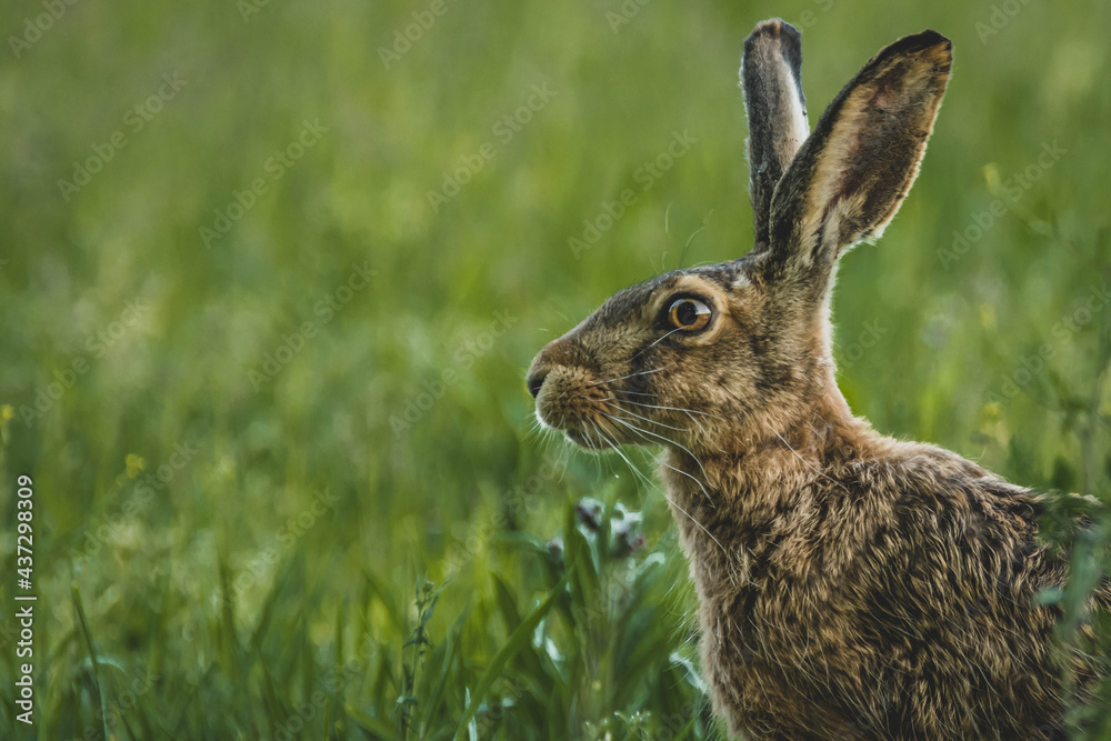 Fototapeta premium Feldhase Nahaufnahme
