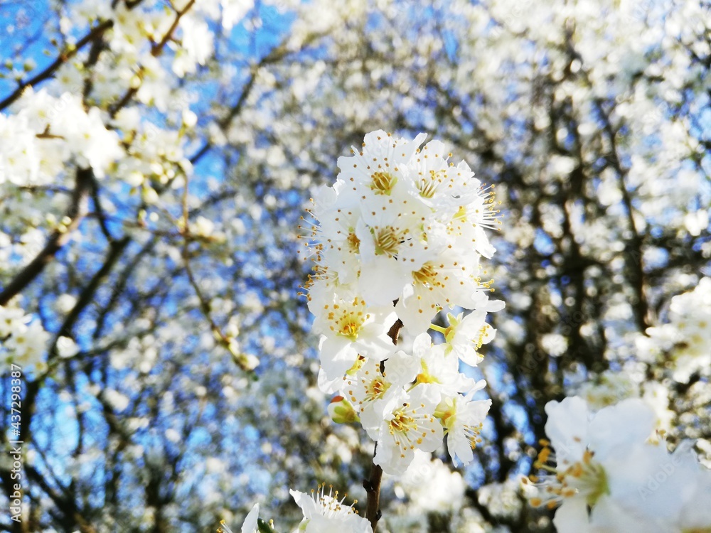 Obraz premium blooming tree
