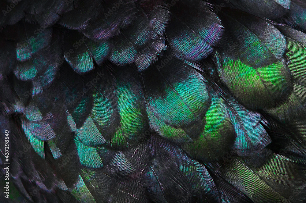 Obraz premium Close up of beautiful bird feathers, background.