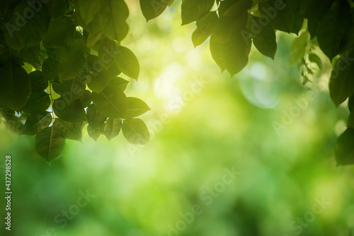 Green leaf for nature on blurred background,