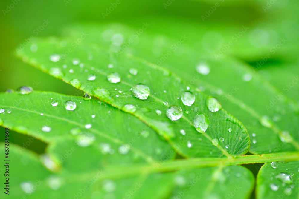 雨の日の山中 雨の日の山中