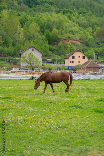 horse in the meadow