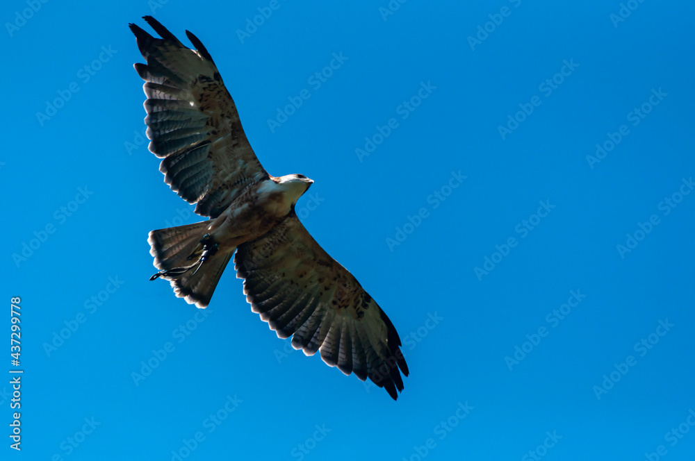 Obraz premium eagle in flight