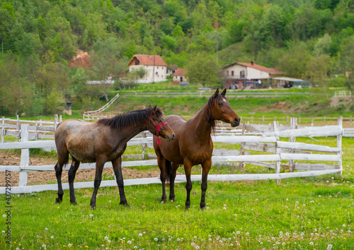 two horses on a meadow © Анастасия Сергеева