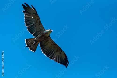 eagle in flight © Mateusz