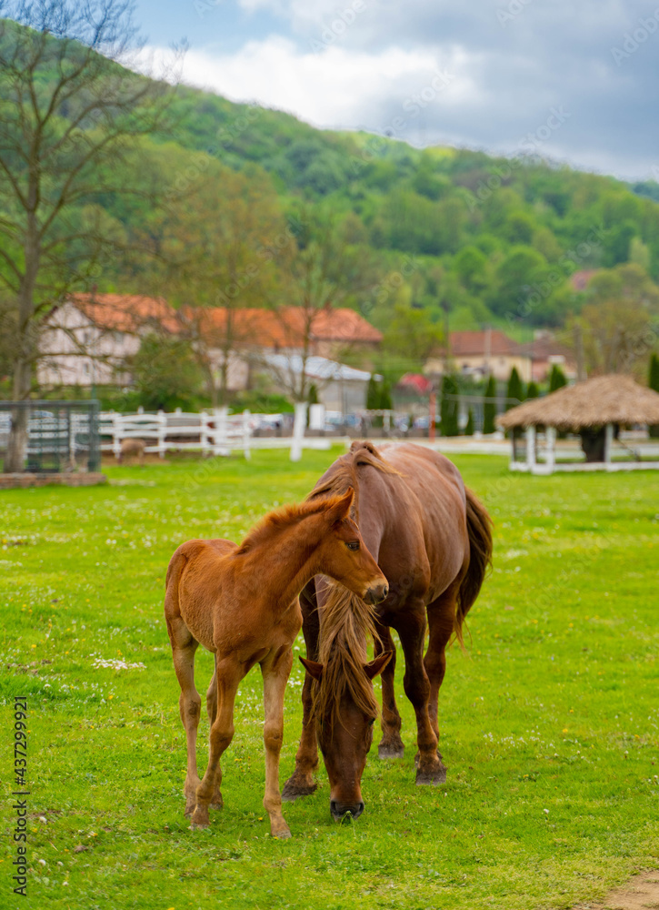 Fototapeta premium horse in the field
