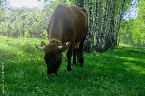 Cow eats grass on a lawn in a birch forest on a sunny day
