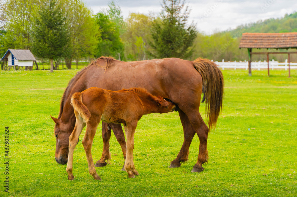 horses in a field