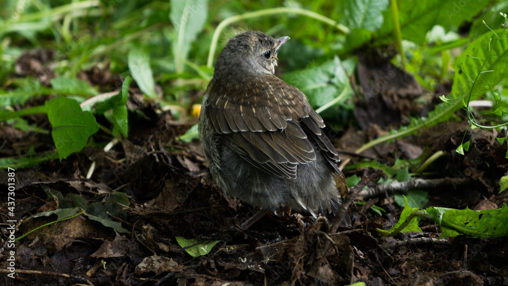 Thrush chick on the ground in the grass Thrush chick on the ground in the grass