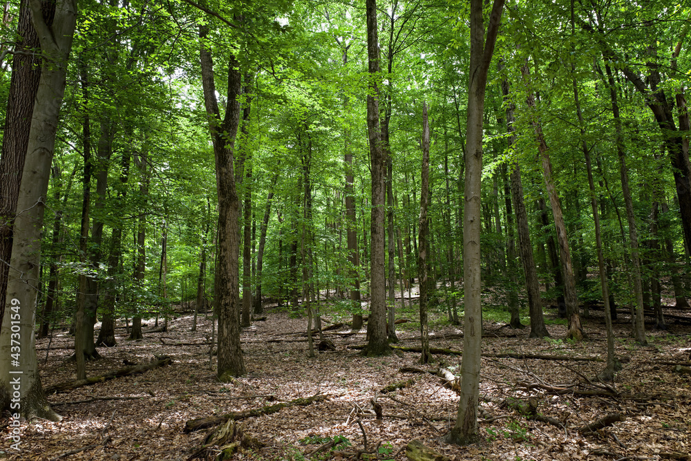 Eastern PA USA hardwood forest in dappled sunlight. Eastern PA USA hardwood forest in dappled sunlight.