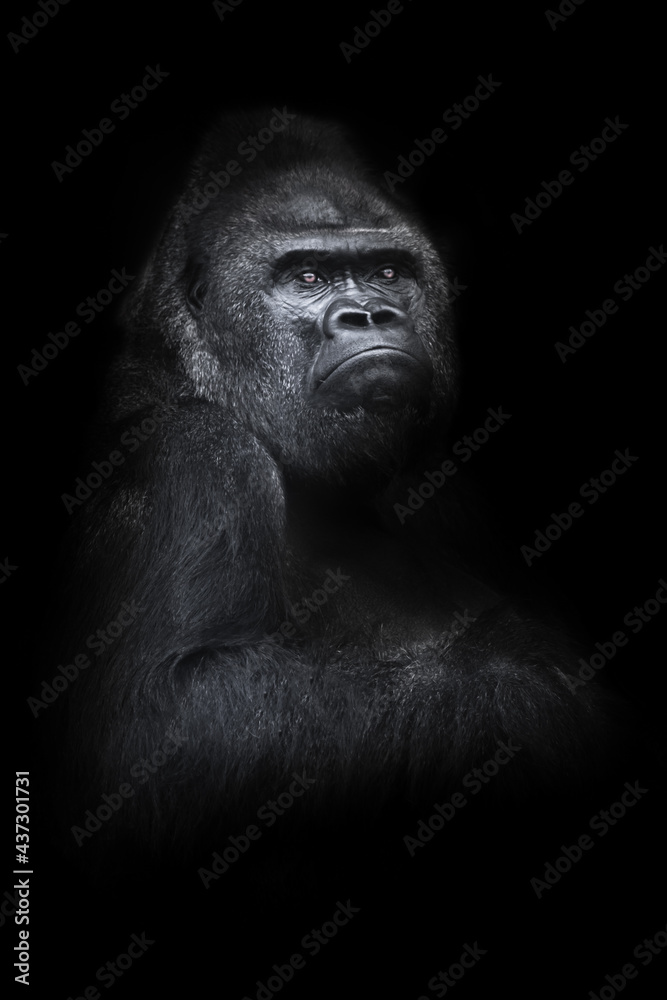 powerful disgruntled male gorilla sits half-turned over a mighty shoulder and arm