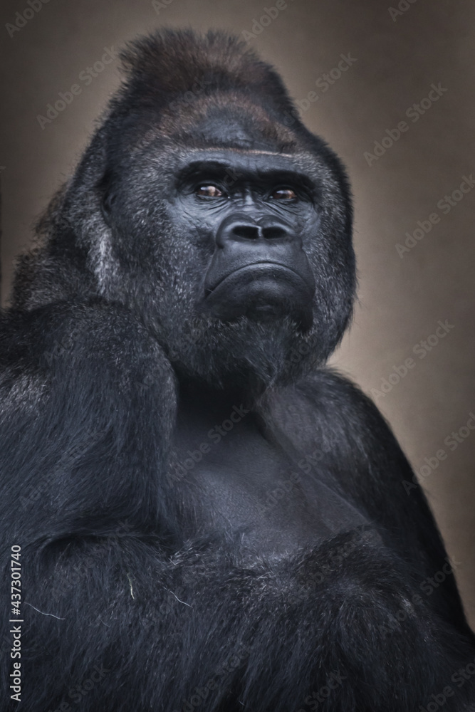 Obraz premium Male gorilla suspiciously squint backward resembling a boss at work
