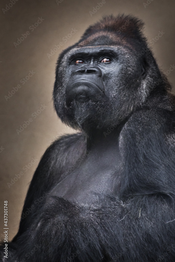 Proudly raised head of a male gorilla and a cursory look,
