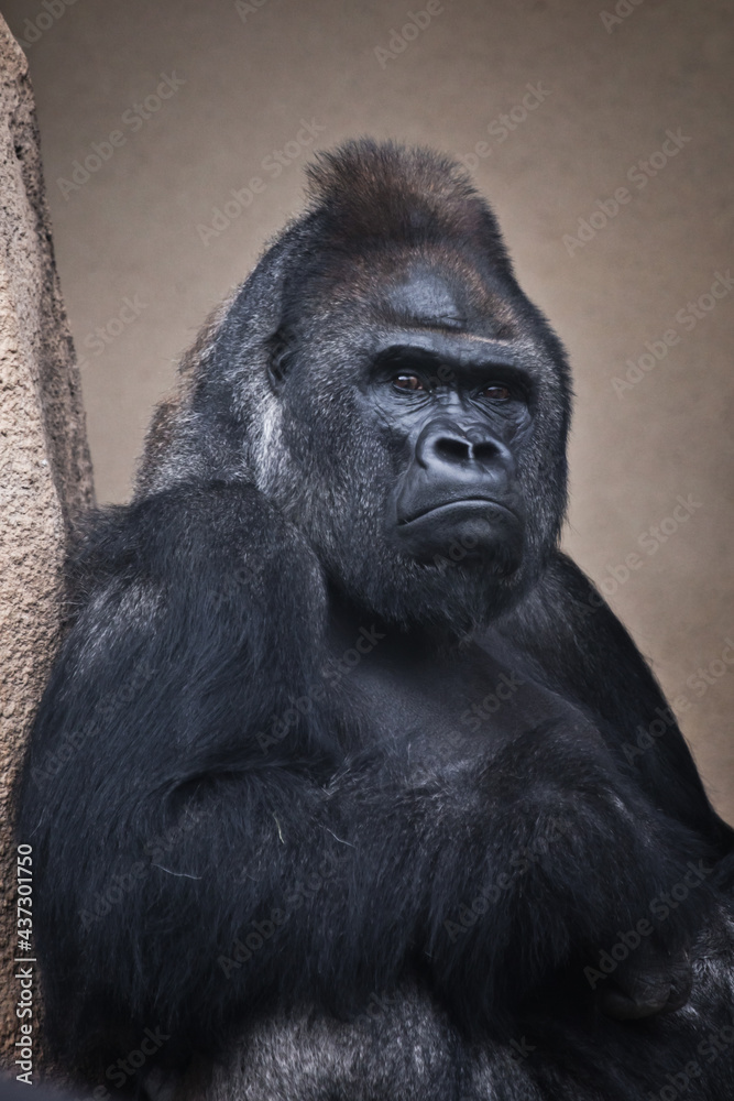 gloomy male gorilla sits heavily by the cliff
