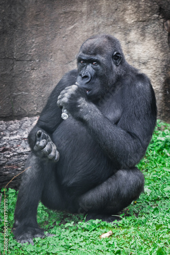 Gorilla holding plastic in his fist, not knowing what to do with  bottle plastic © Mikhail Semenov