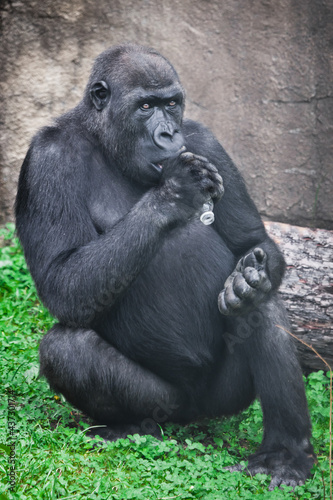Gorilla with plastic bottle as a symbol Africa's plastic pollution