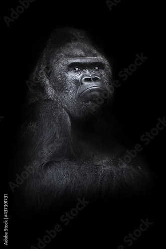 powerful disgruntled male gorilla sits half-turned over a mighty shoulder and arm © Mikhail Semenov