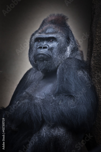 Calm confidence of a seated male gorilla and his powerful hand