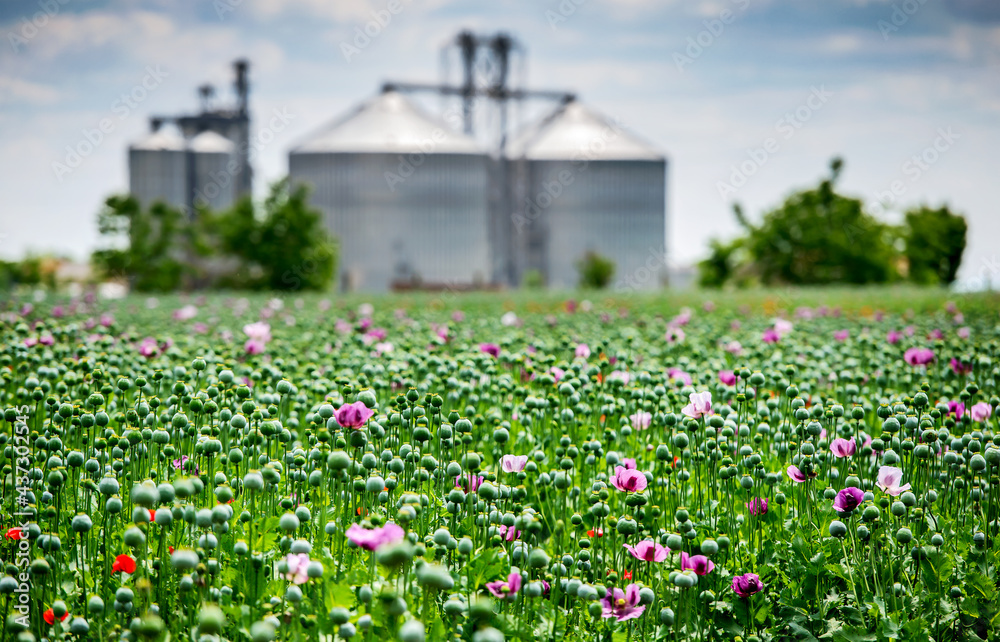 Poppy field with a silo in the background. Agricultural concept Poppy field with a silo in the background. Agricultural concept