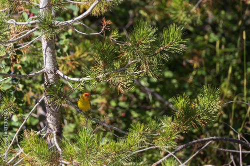 Western Tanager sitting in a pine tree