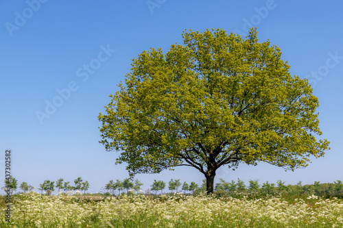 Spring landscape with view of oak tree with young green leaves under blue clear sky, Field of wild white flowers Cow Parsley and grass on meadow, Nature background.