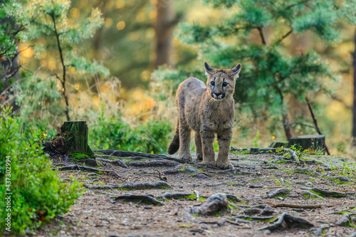 Photography The cougar (Puma concolor) in the forest at sunrise. Young beast.