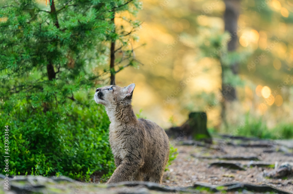 Obraz premium The cougar (Puma concolor) in the forest at sunrise. Young beast.