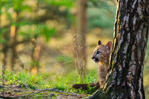 The cougar  Puma concolor  in the forest at sunrise. Young beast.