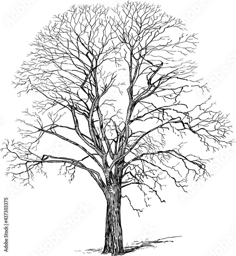 Sketch of silhouette old deciduous bare tree in winter