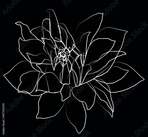 Vector contour drawing of decorative chrysanthemum flower