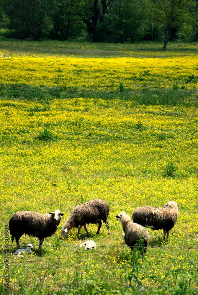 Obraz premium Sheep in the meadow.