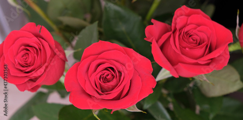 Bouquet of fresh roses  flower bright background.