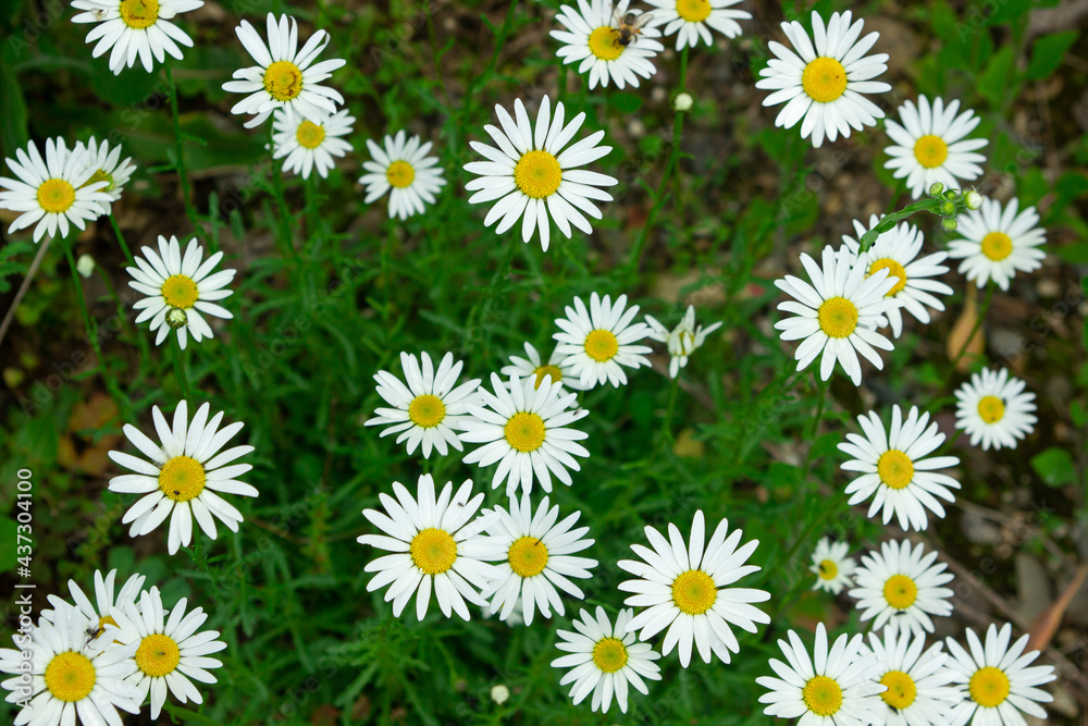 Chamomile in the grass. Blooming daisies in nature. Natural background. Chamomile in the grass. Blooming daisies in nature. Natural background.