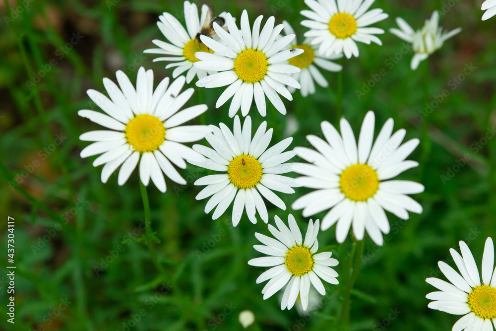 Chamomile in the grass. Blooming daisies in nature. Natural background.