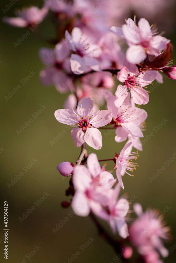 Pink Spring Cherry Tree in the Garden Pink Spring Cherry Tree in the Garden
