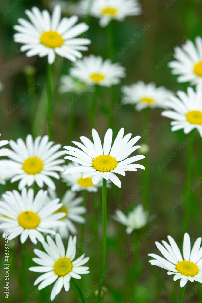 Fototapeta premium Chamomile in the grass. Blooming daisies in nature. Natural background.