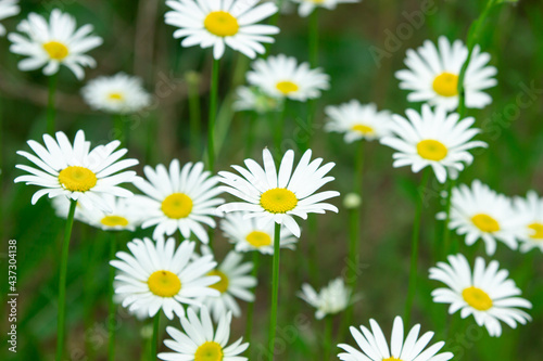 Chamomile in the grass. Blooming daisies in nature. Natural background.