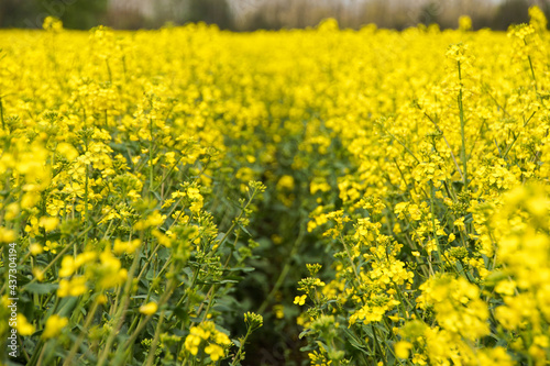 Field with yellow rapeseed flowers © Darius Murawski