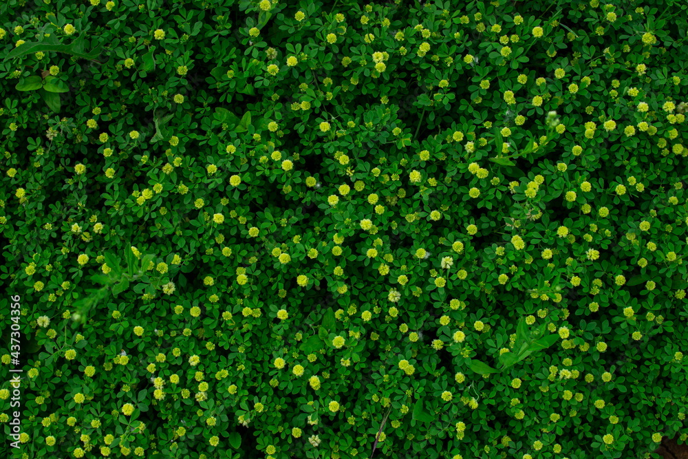 Background from grass and small flowers. A meadow with green grass and small flowers. Natural background Background from grass and small flowers. A meadow with green grass and small flowers. Natural background