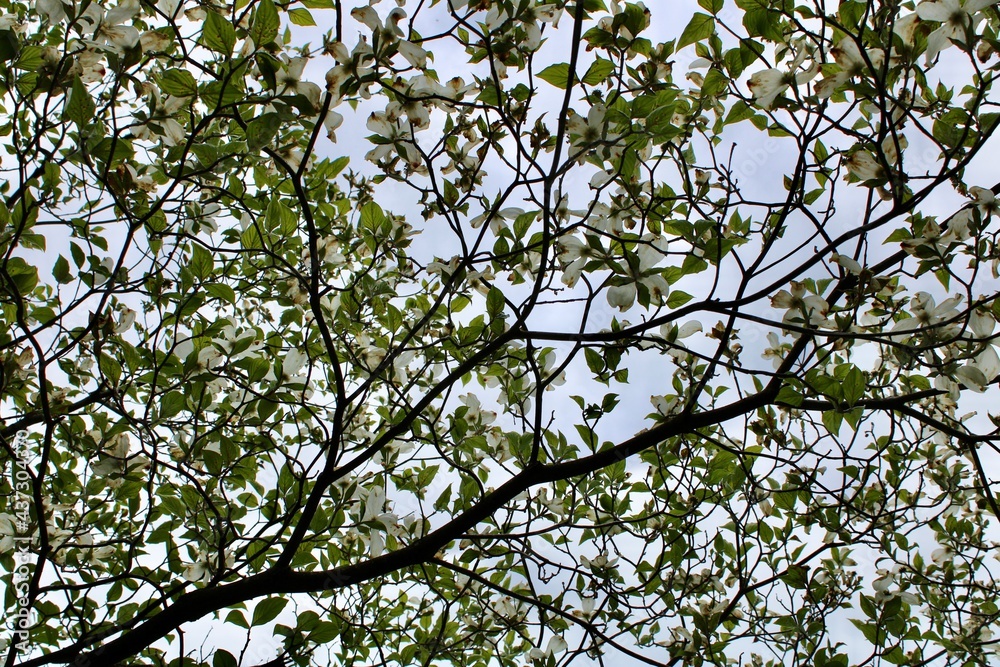 Branches against the sky Branches against the sky