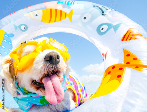happy dog with sunglasses and swim ring