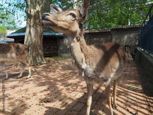 Obraz na plátně deer in the zoo