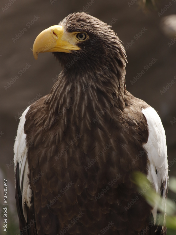 Fototapeta premium Steller's Sea Eagle 