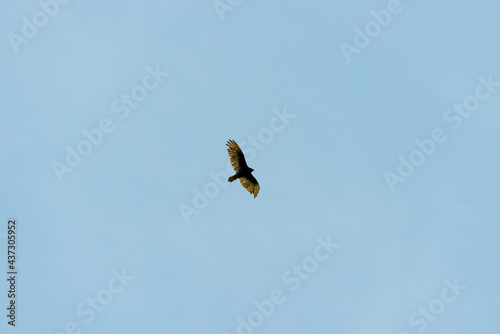 hawk in flight