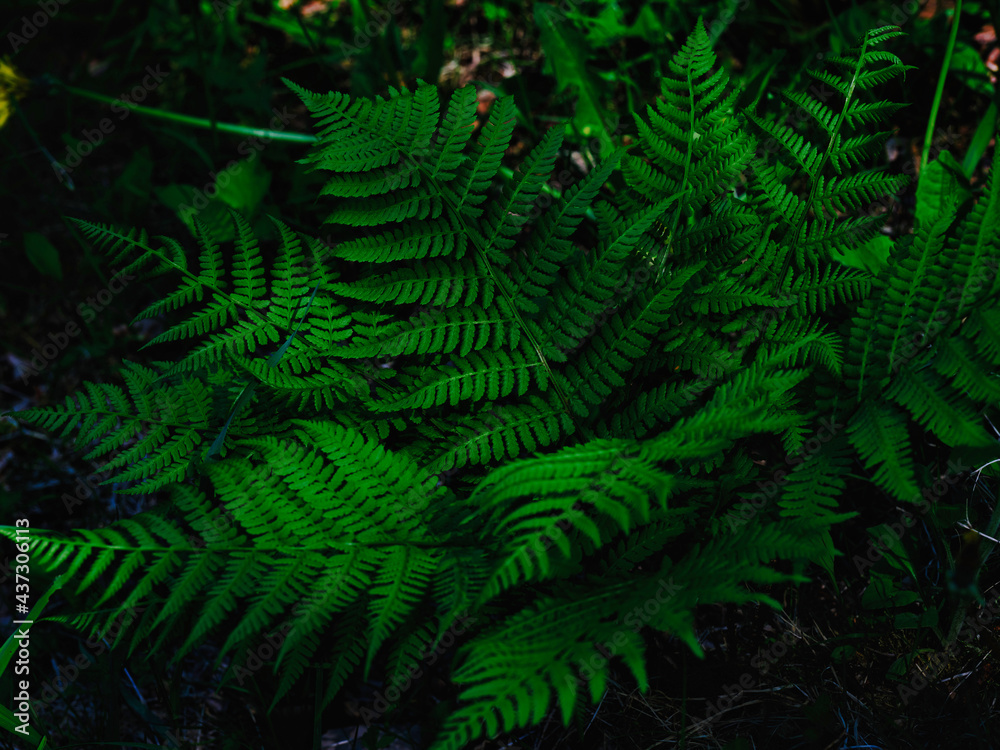 シダ植物 