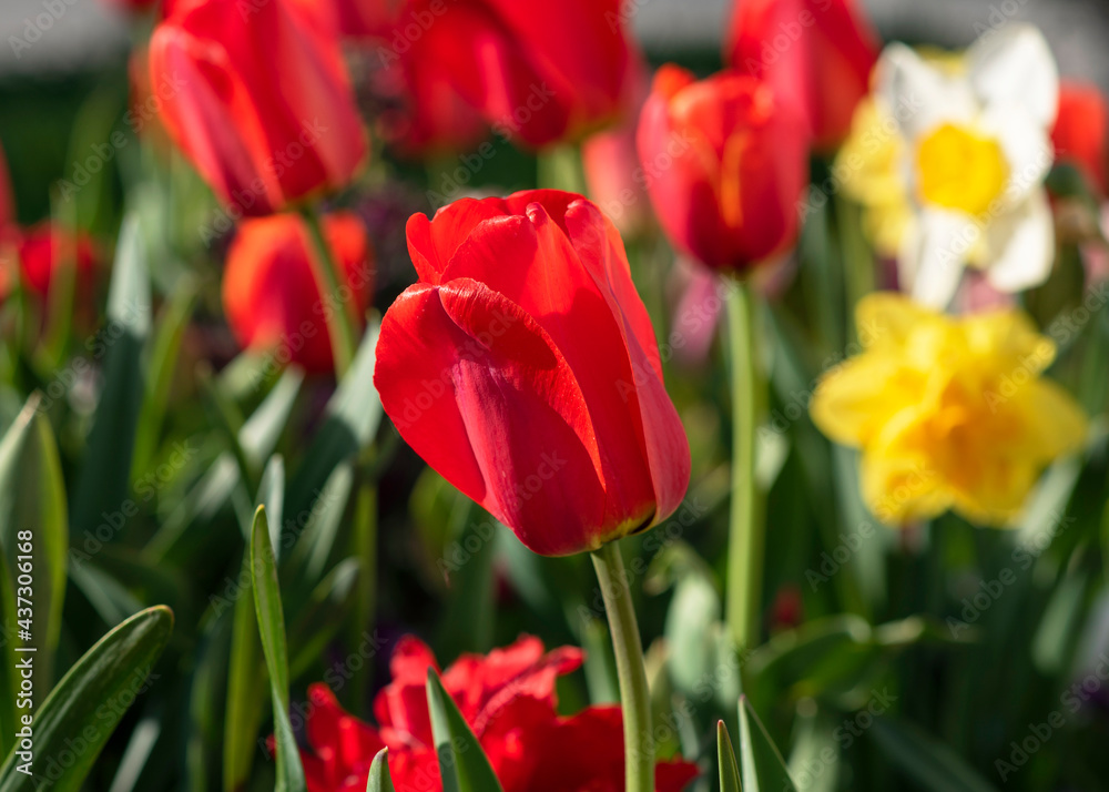 Obraz premium Red Tulip in a Field of Spring Blossoms
