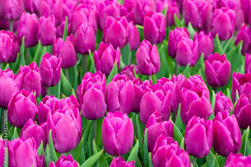 Beautiful field of purple or Magenta tulips close up. Spring background with tender tulips. Purple floral background